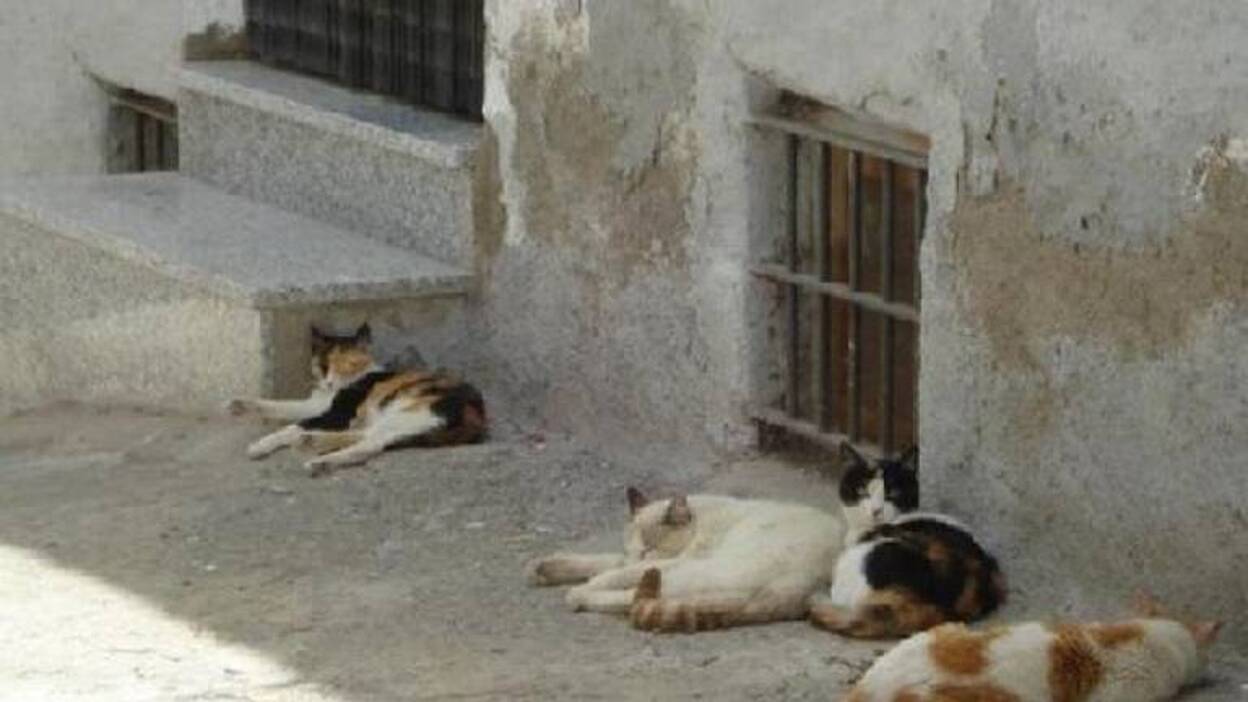Las Palmas de Gran Canaria esteriliza un millar de gatos callejeros