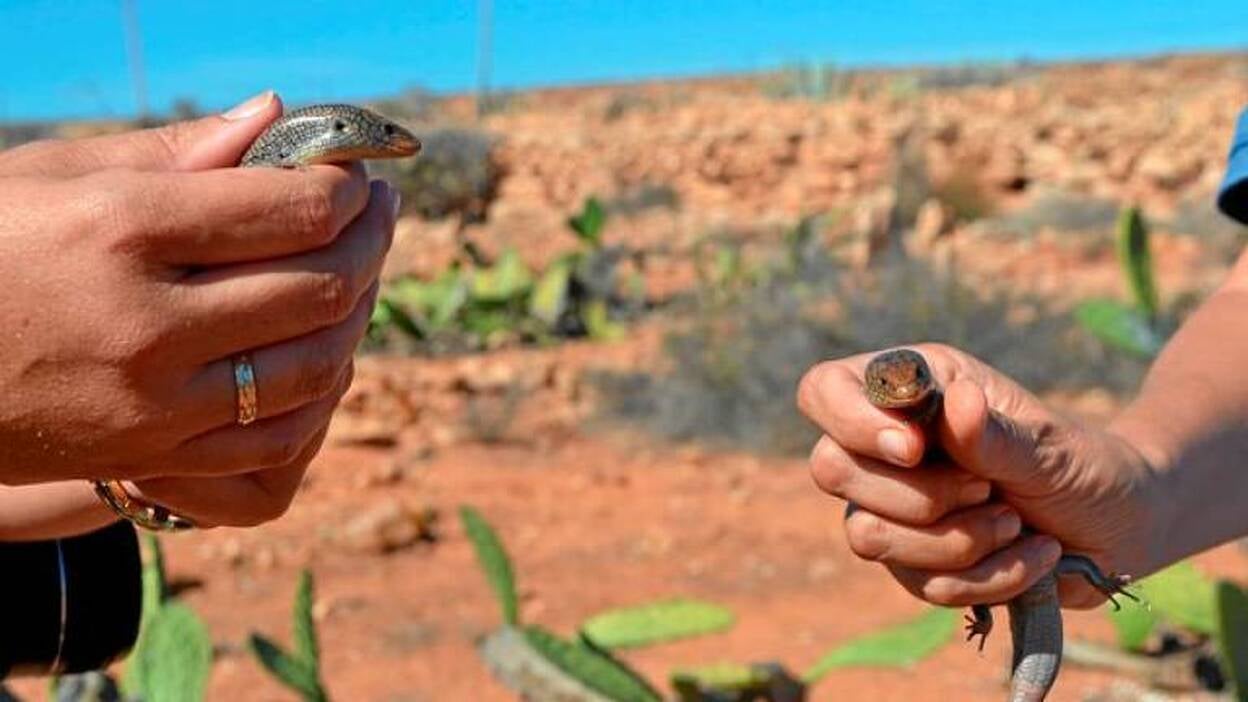 Reproducen la lisneja en cautividad