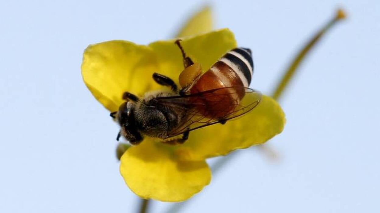 El origen de la miel