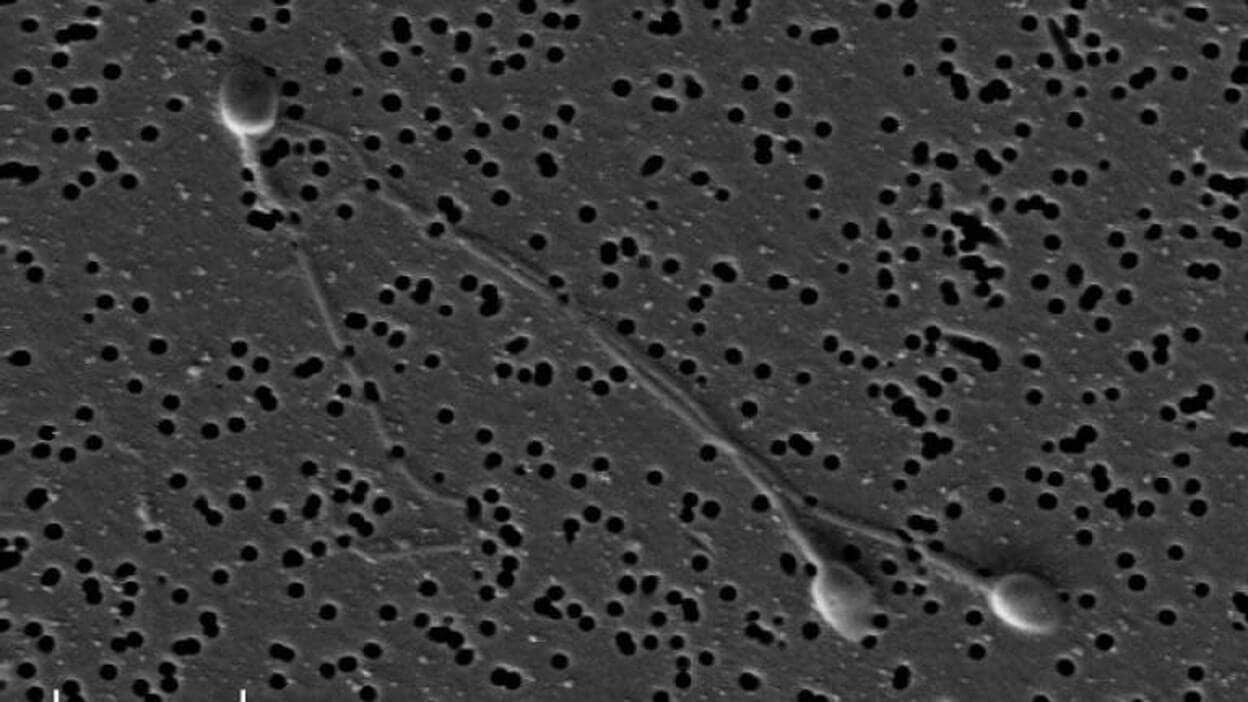 Científicos crean células precursoras de óvulos y espermatozoides humanos