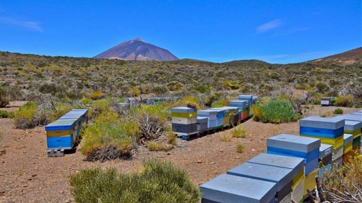 Piden prohibir las colmenas de abejas en el Parque Nacional del Teide