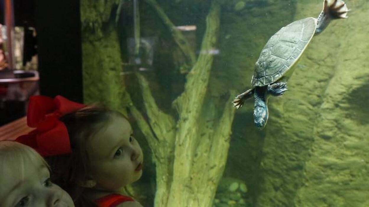 Exhibición de anfibios y reptiles
