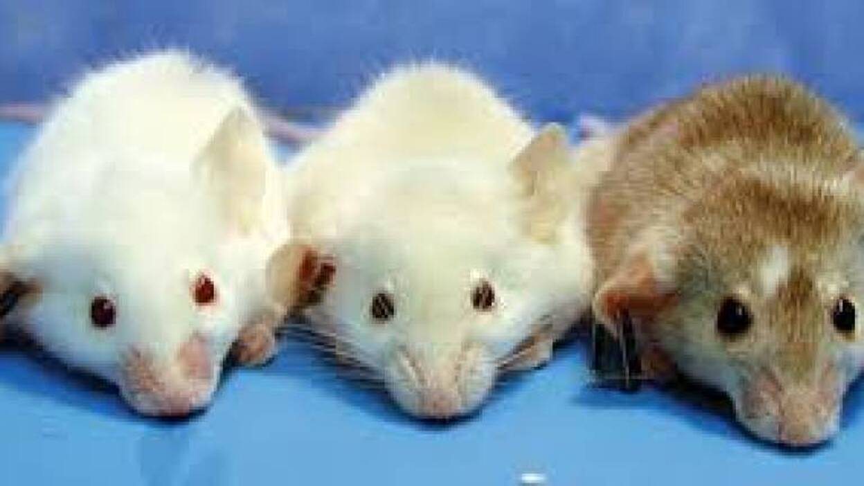 El CNIO encuentra el talón de Aquiles del cáncer