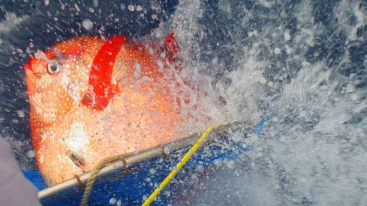 El luna real, un pez sorprendente y solo de sangre caliente