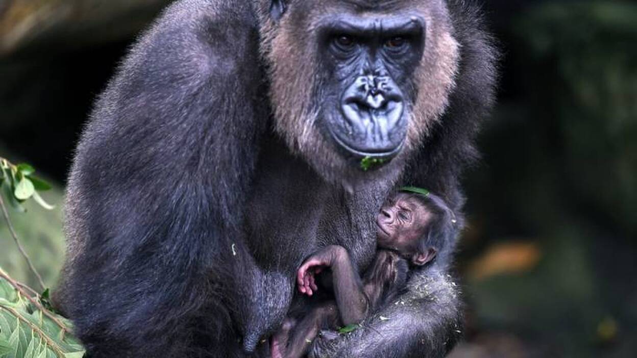 Tiernas imágenes maternales