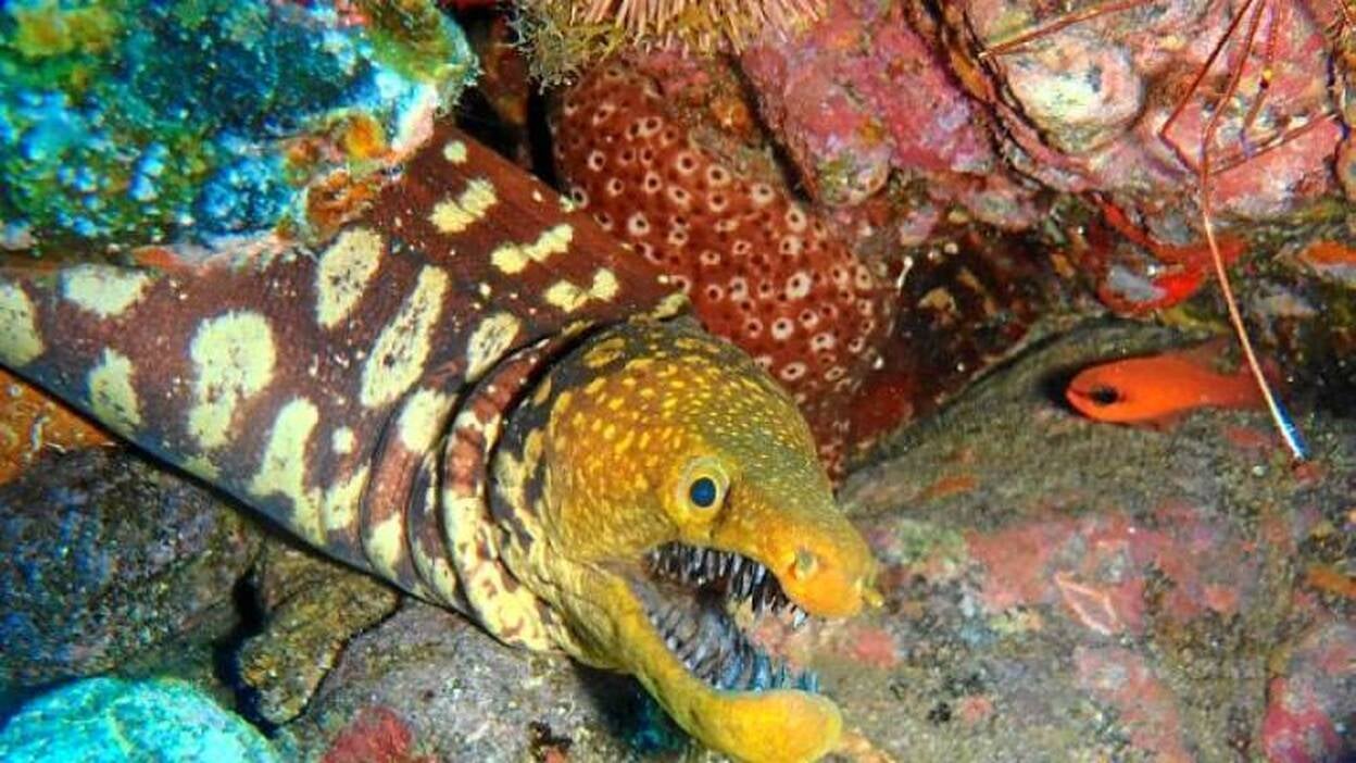 El álbum de los vigilantes del mar canario