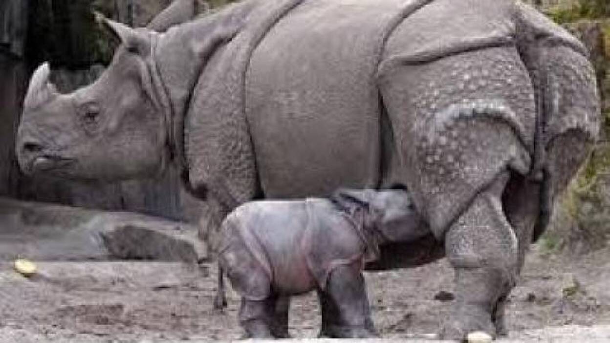 El rinoceronte de Sumatra, extinguido en Malasia