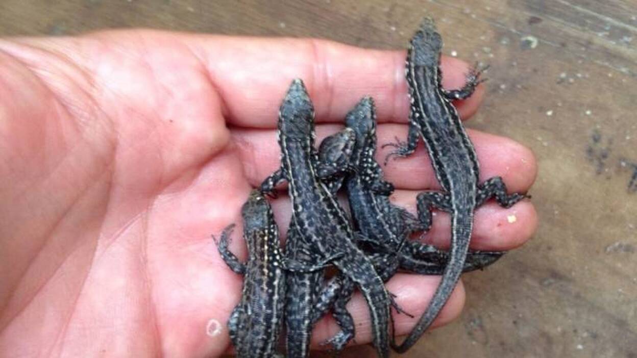 Nacen más de cincuenta crías de Lagarto Gigante de El Hierro