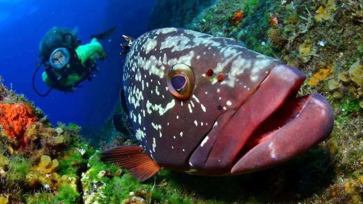 Se abre la inscripción para la Open Fotosub de El Hierro