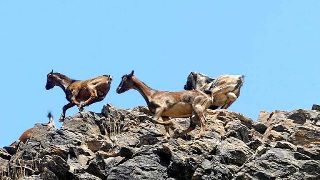 Europa pide erradicar el ganado guanil para seguir reforestando