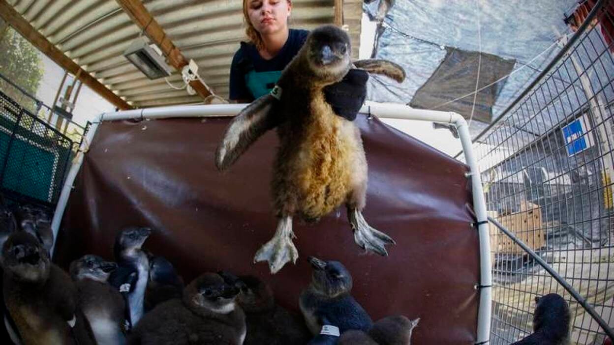 Rehabilitación de pingüinos africanos