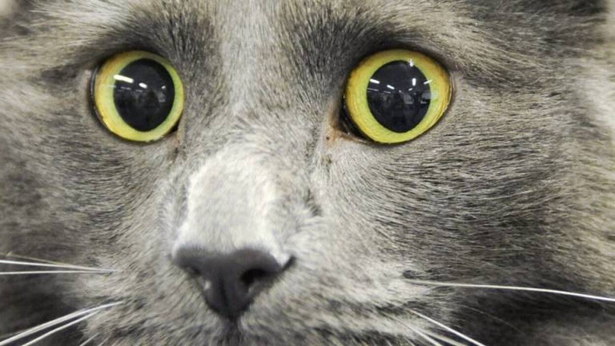 Un espectáculo muy minino