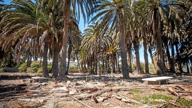 Brito sospecha que el Gobierno busca restar valor al palmeral