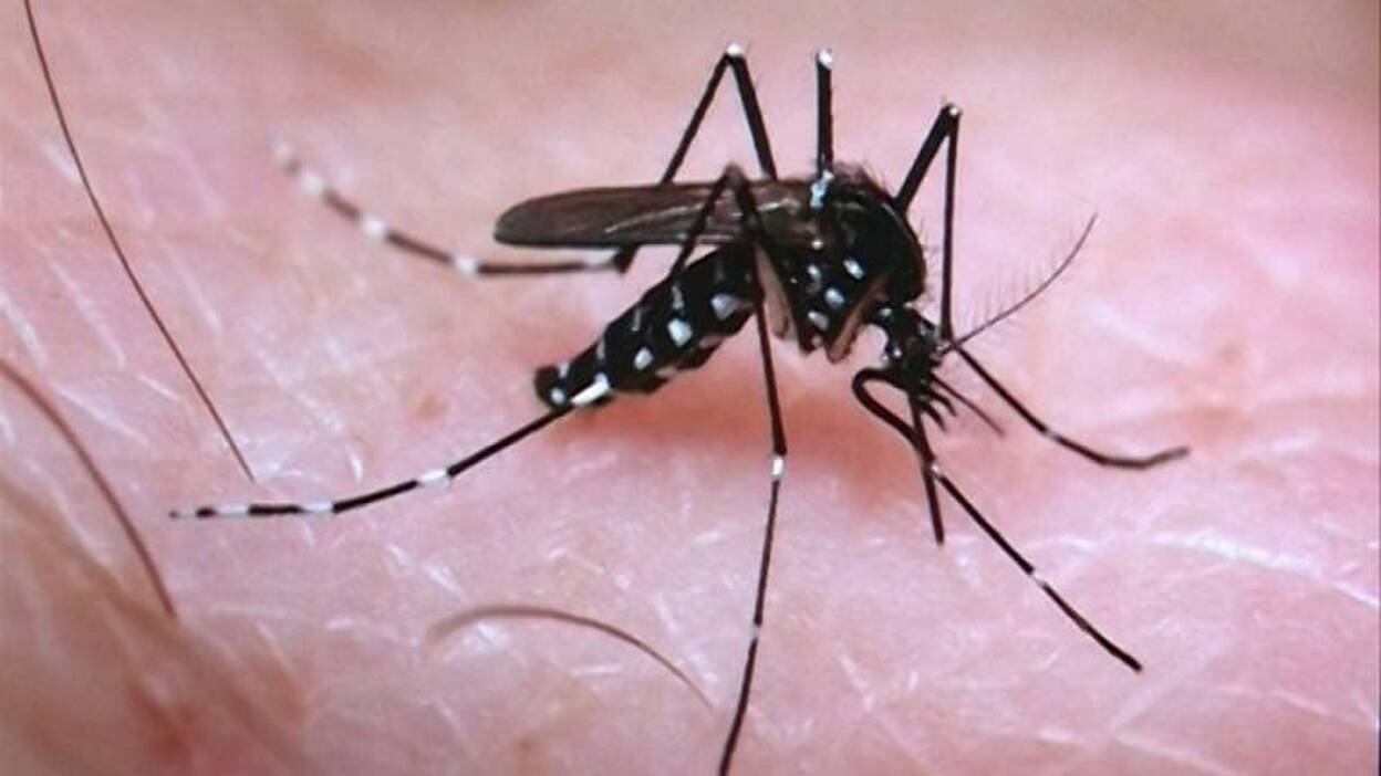 Sanidad investiga 8 posibles casos importados de virus Zika en España