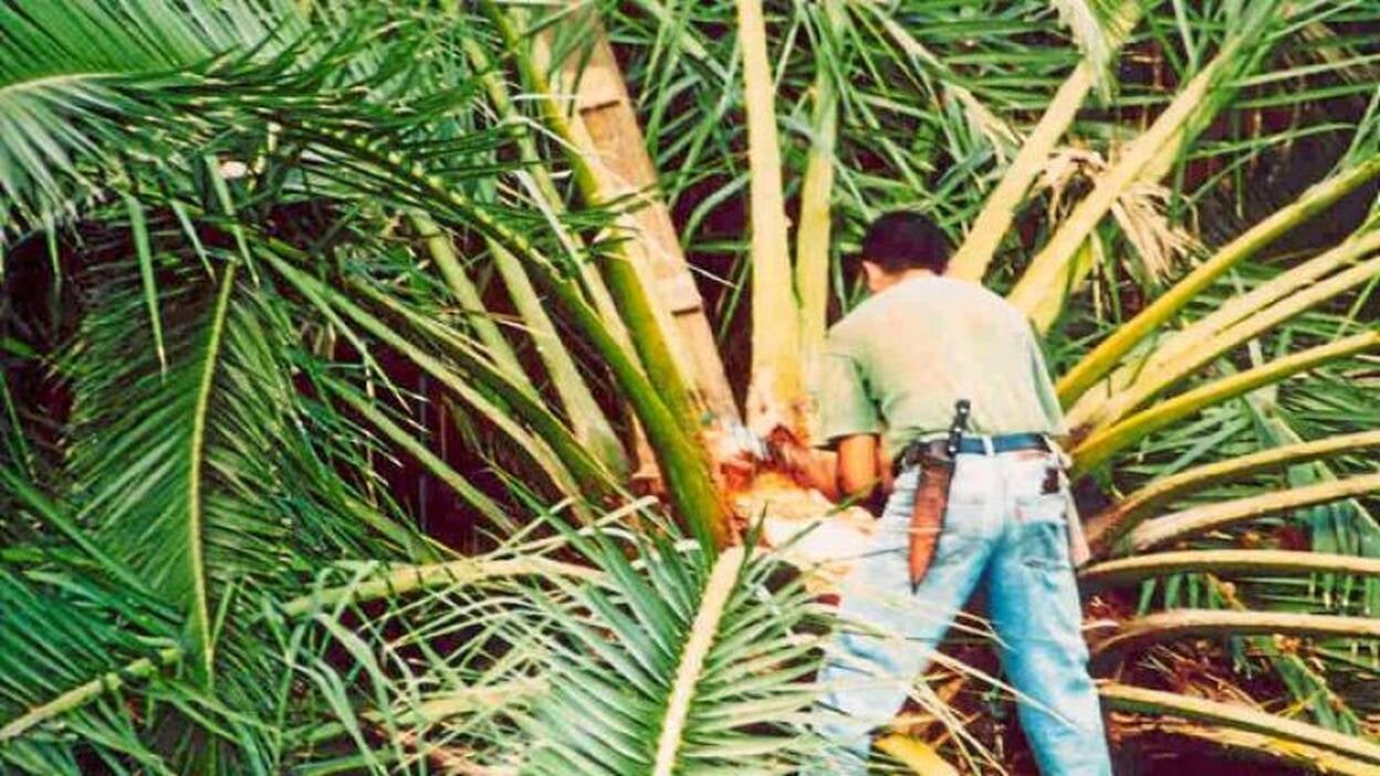 Excepción para la miel de palma