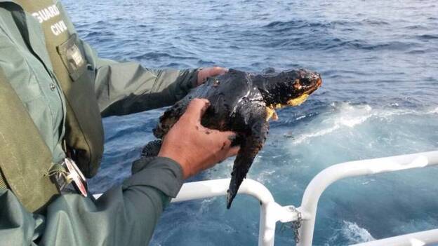 La mano del hombre está detrás del 72 % de las tortugas que varan en Canarias