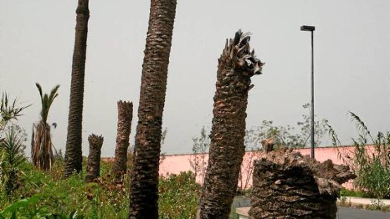 Los últimos dÍas del picudo rojo