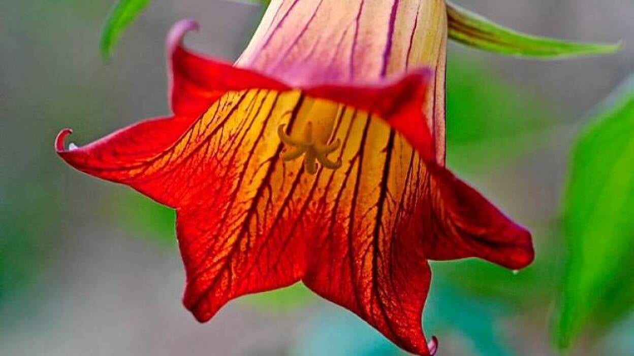 Más canario que un bicácaro