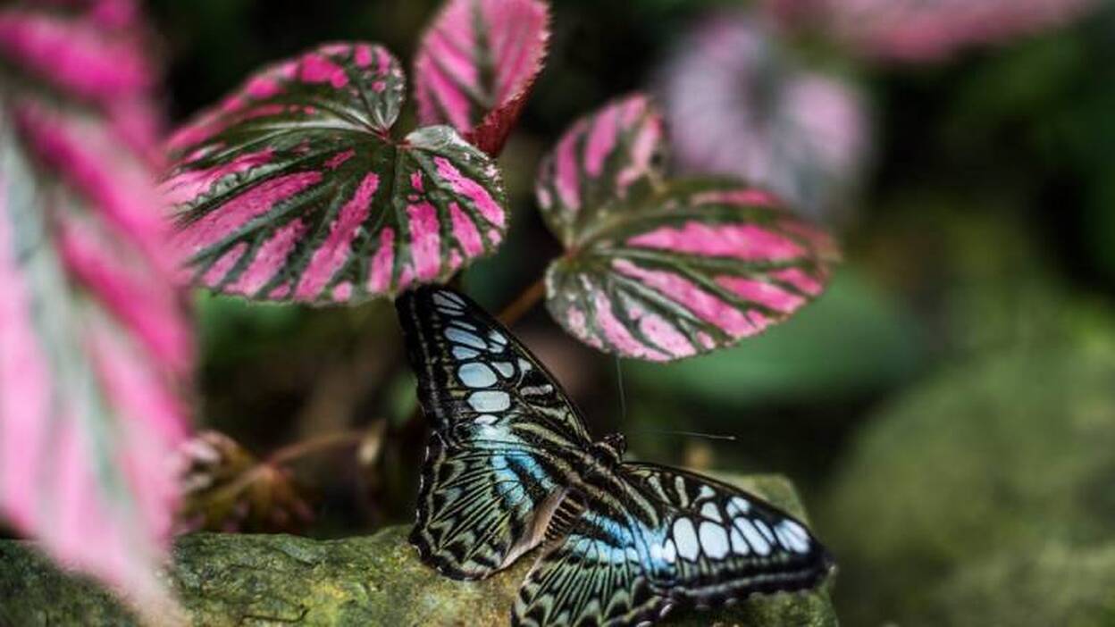 Exposición de mariposas tropicales