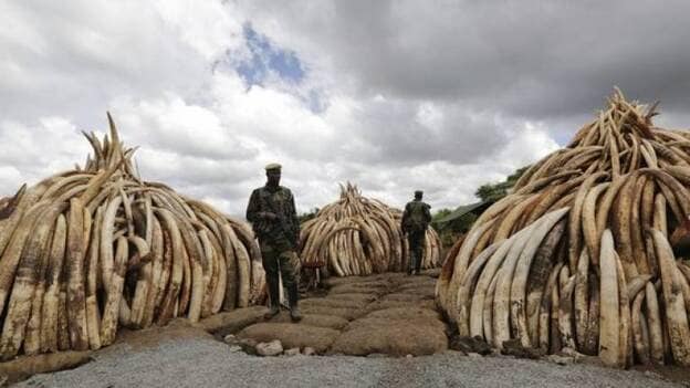 África se une contra la caza furtiva de elefantes y rinocerontes en la cumbre The Giants Club