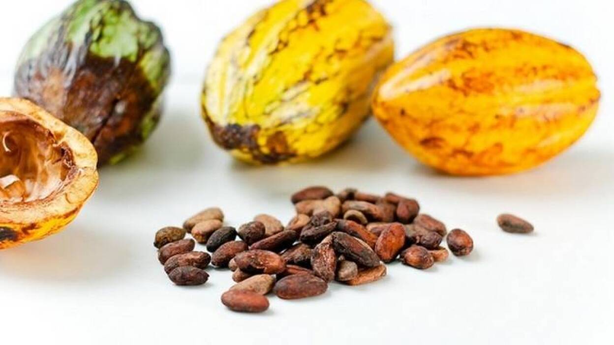 El cacao aporta efectos antioxidantes y antiinflamatorios al sistema cardiovascular