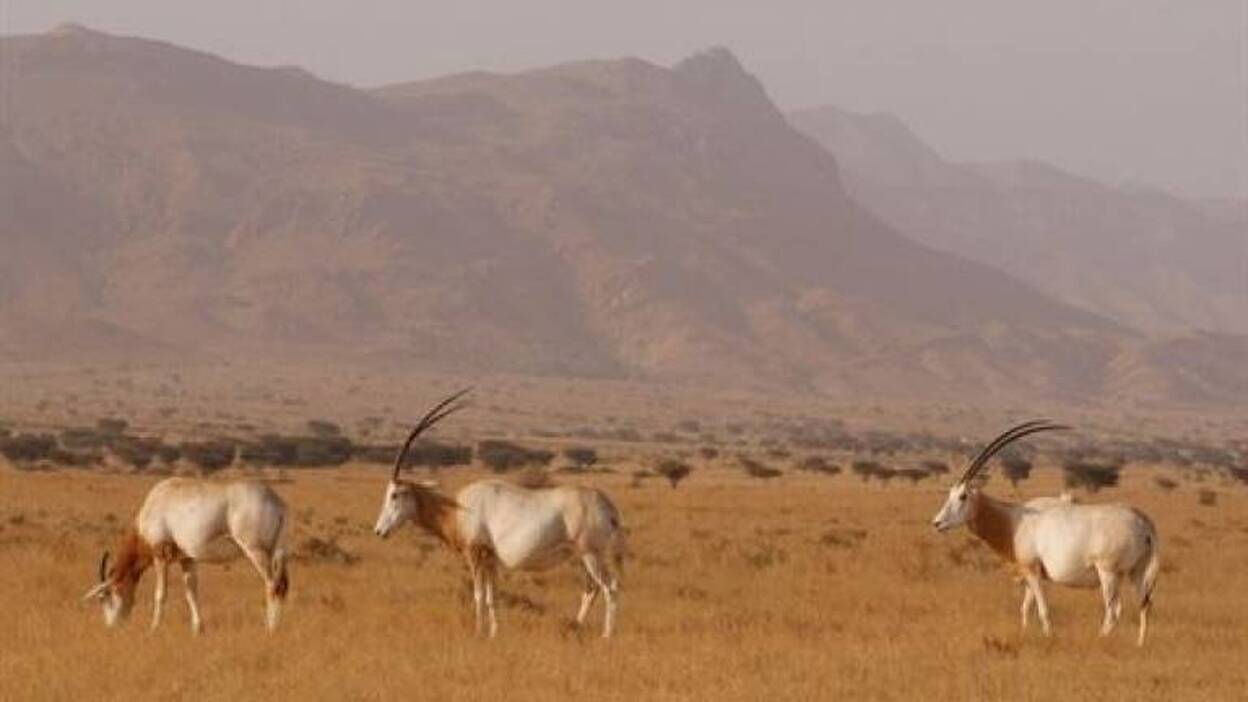 El antílope africano del Sáhara está al borde de su extinción inminente