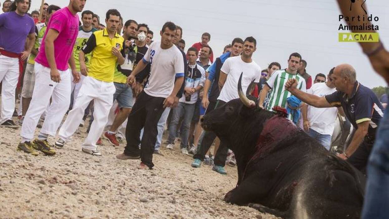 La Junta de Castilla y León prohíbe la muerte del Toro de la Vega