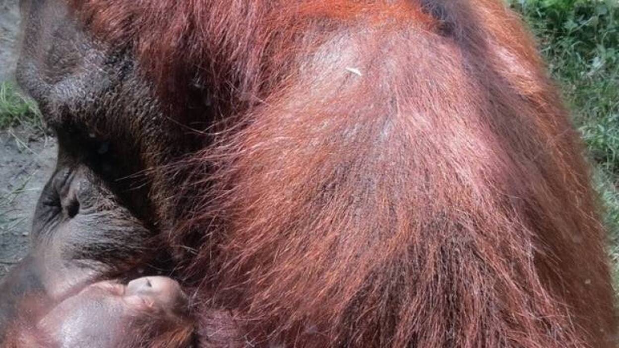 Nace una nueva cría de orangután en Zoo Aquarium de Madrid