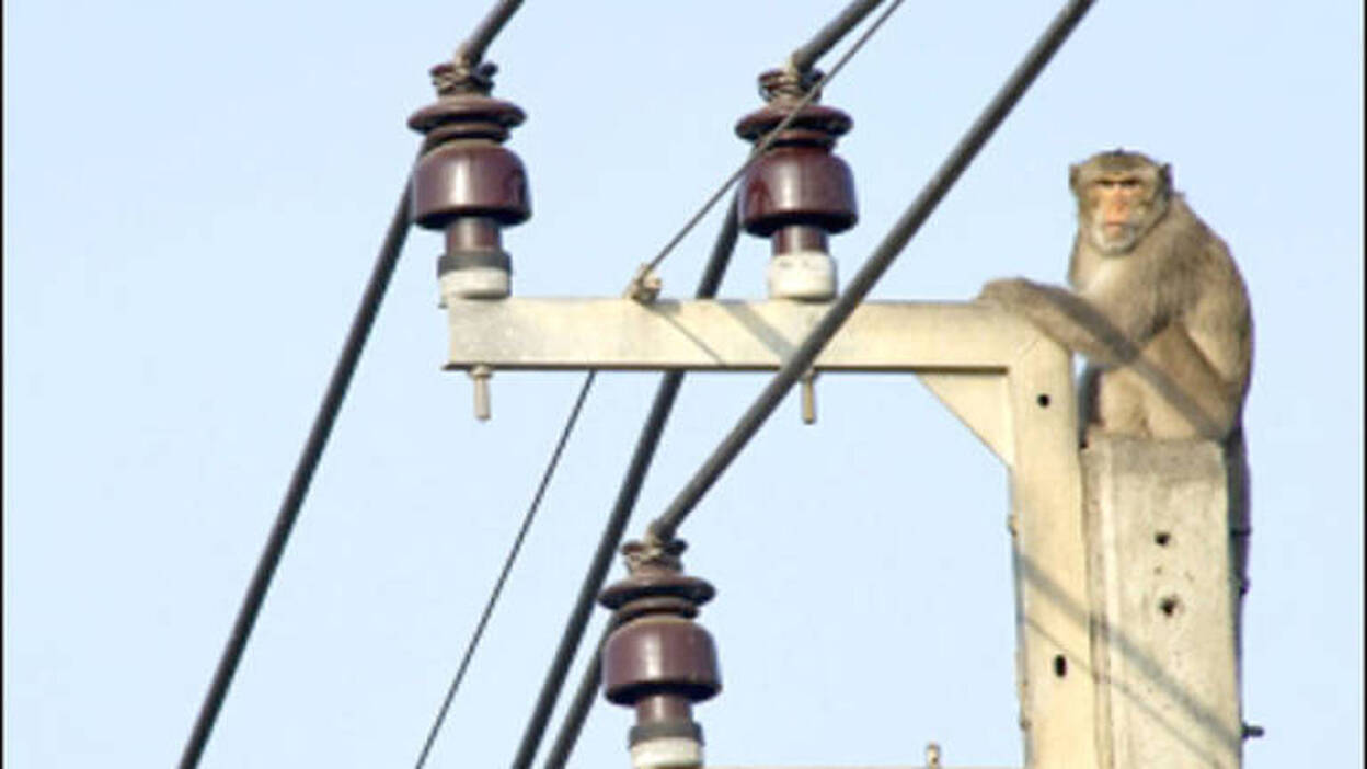 Un mono provoca un apagón eléctrico en toda Kenia