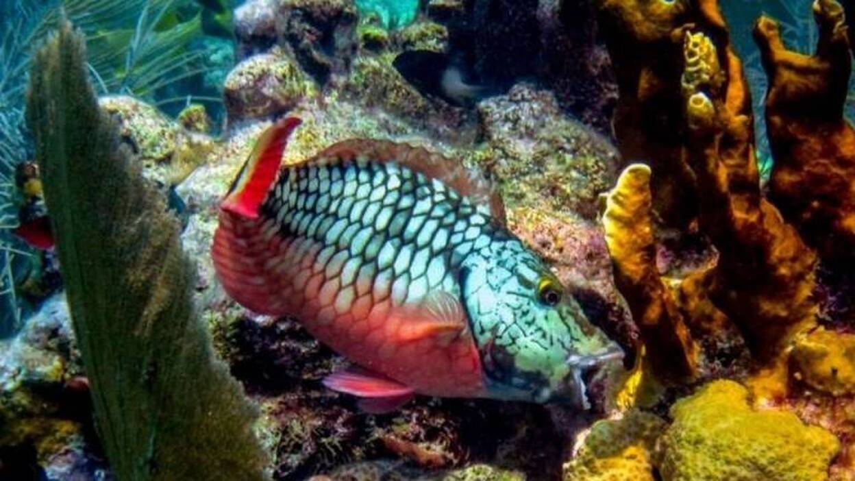 El blanqueo en la Gran Barrera australiana costaría 747 millones de dólares