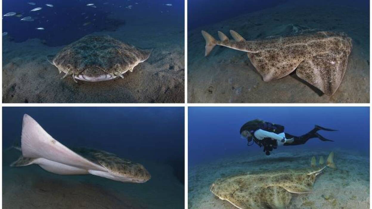 Angelote, el tiburón que quiere ser lince