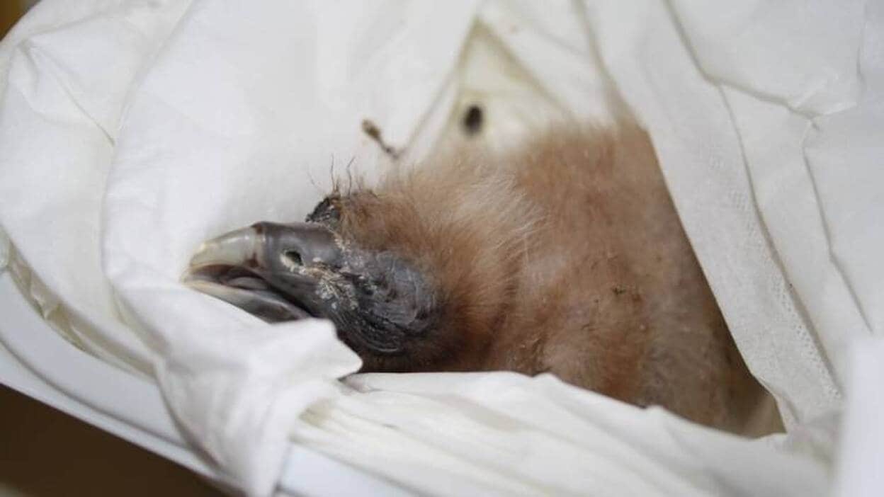 Nace en cautividad el primer pollo de guirre en Fuerteventura