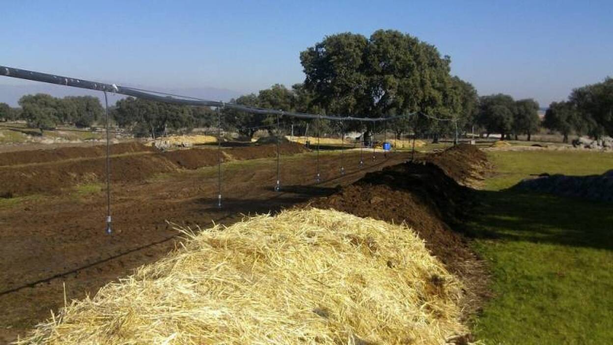 Derivados de lombriz, ¿el alimento perfecto?