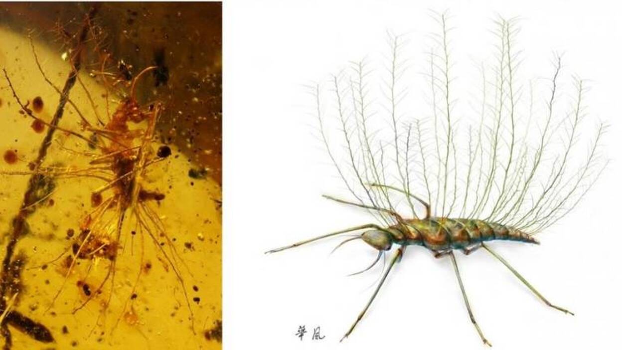 Los insectos ya se camuflaban hace 100 millones de años