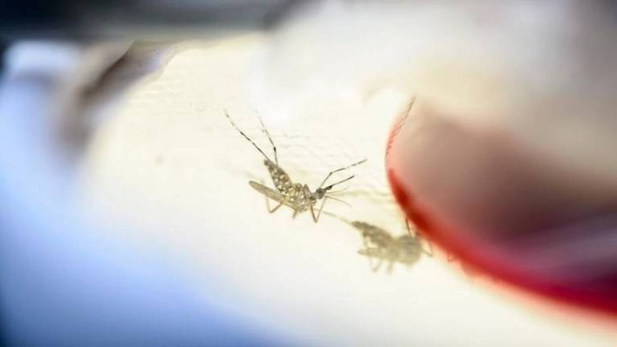 Bacterias benignas bloquean la transmisión del virus en los mosquitos