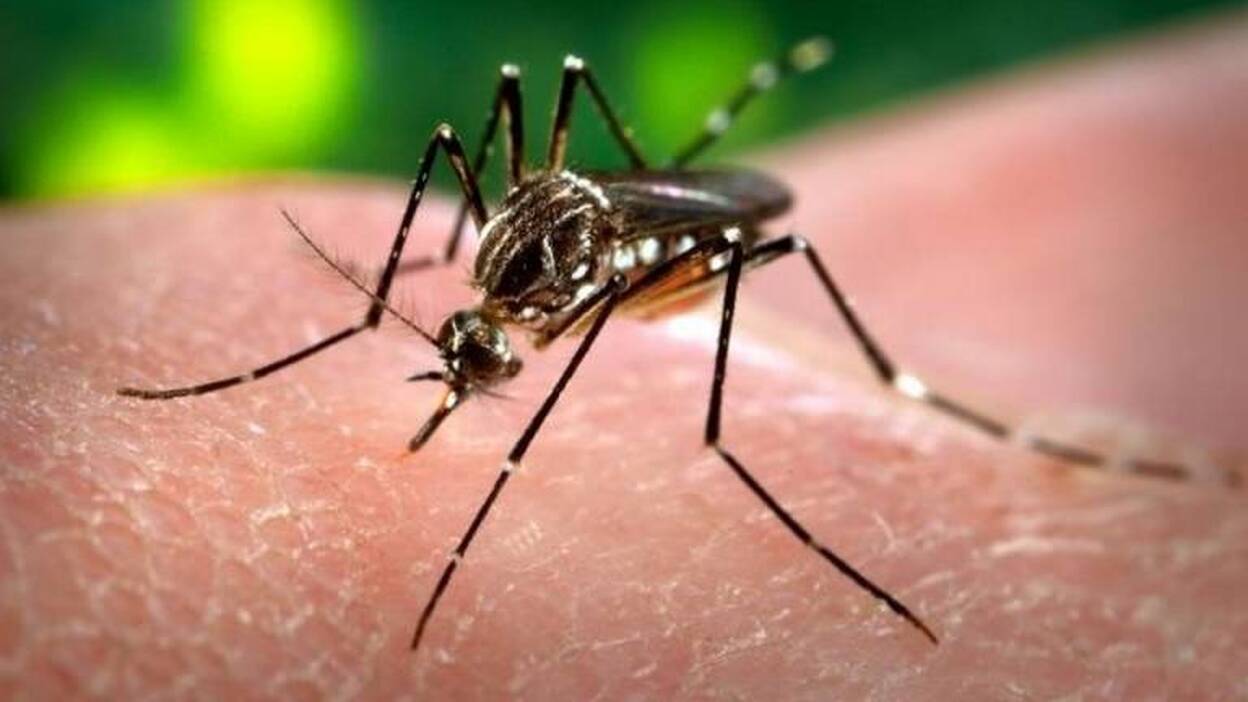 Sanidad eleva a 190 los casos de Zika en España, 4 en Canarias