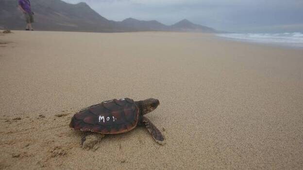 Un estudio revela el papel de Canarias como &quot;guardería&quot; de las tortugas bobas