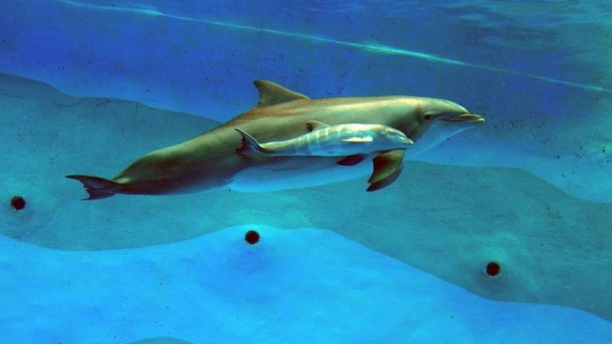 Nace en Mundomar el primer delfín mular por inseminación artificial de España