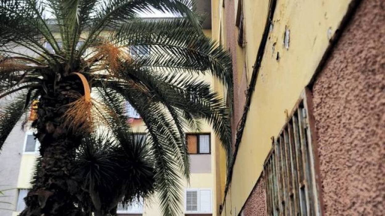 "Las palmeras son nidos de ratas"