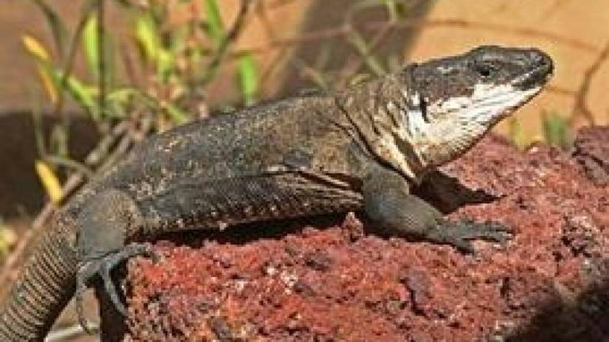 El lagarto gigante de La Gomera candidato en el concurso Animal-Planta