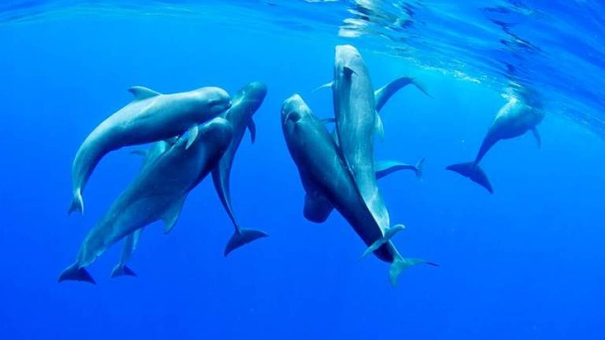 "El altruismo de las ballenas hace que acaben varadas"