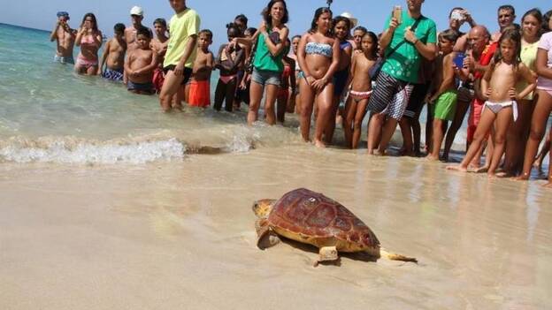 El Cabildo de Fuerteventura libera un ejemplar de tortuga boba en Morro Jable