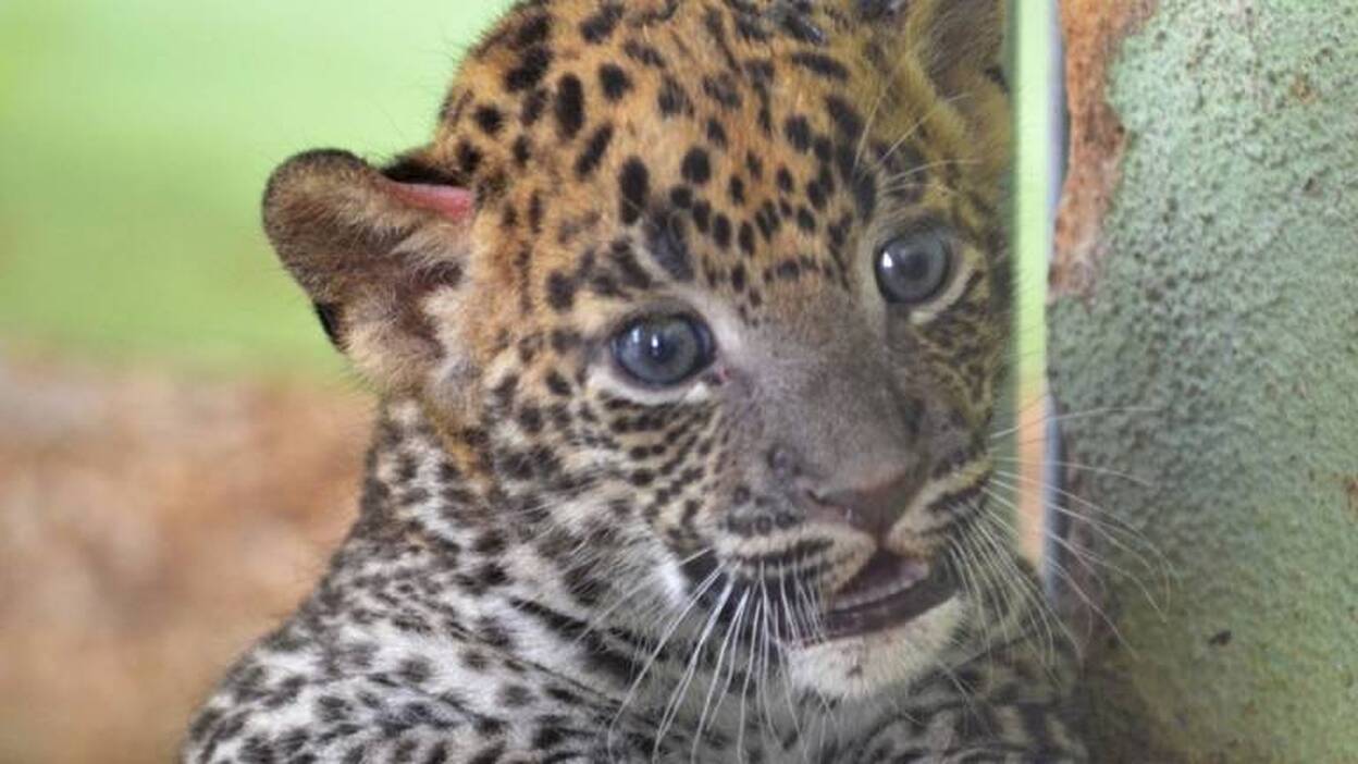 Nace una cría de leopardo de Sri Lanka en Bioparc Valencia