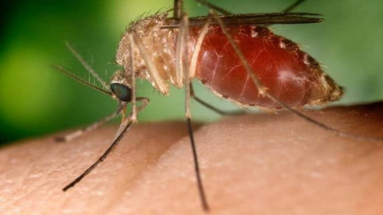 Los mosquitos adultos pueden transmitir el zika a su descendencia