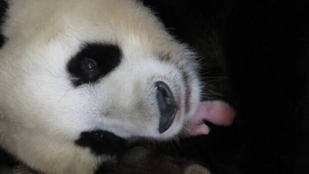 Nace una hembra de oso panda en el Zoo Aquarium de Madrid