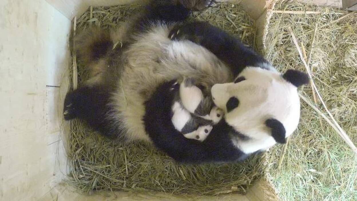 Los panda gemelos de Viena son macho y hembra