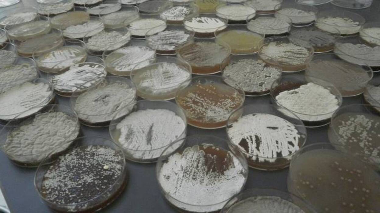 Científicos de Harvard muestran la resistencia de bacterias a antibióticos