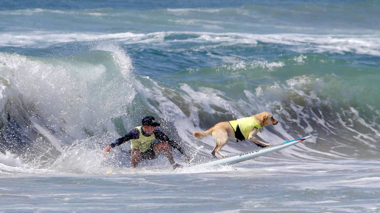 Competición de surf para perros