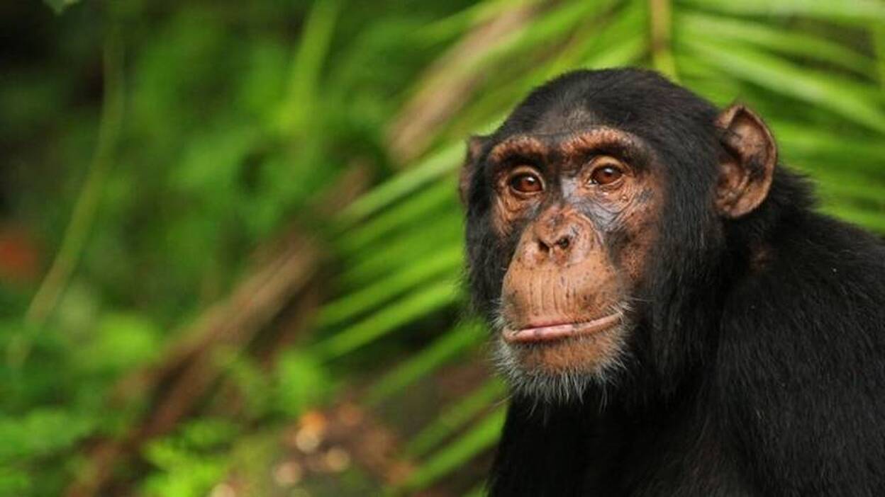 Mestizaje ancestral entre chimpancés y bonobos