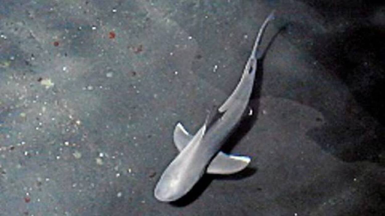 Los alevines del Poema del Mar